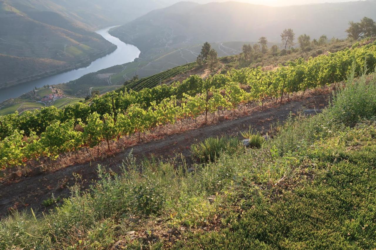 Stay At The Winemaker Ervedosa do Douro Bagian luar foto