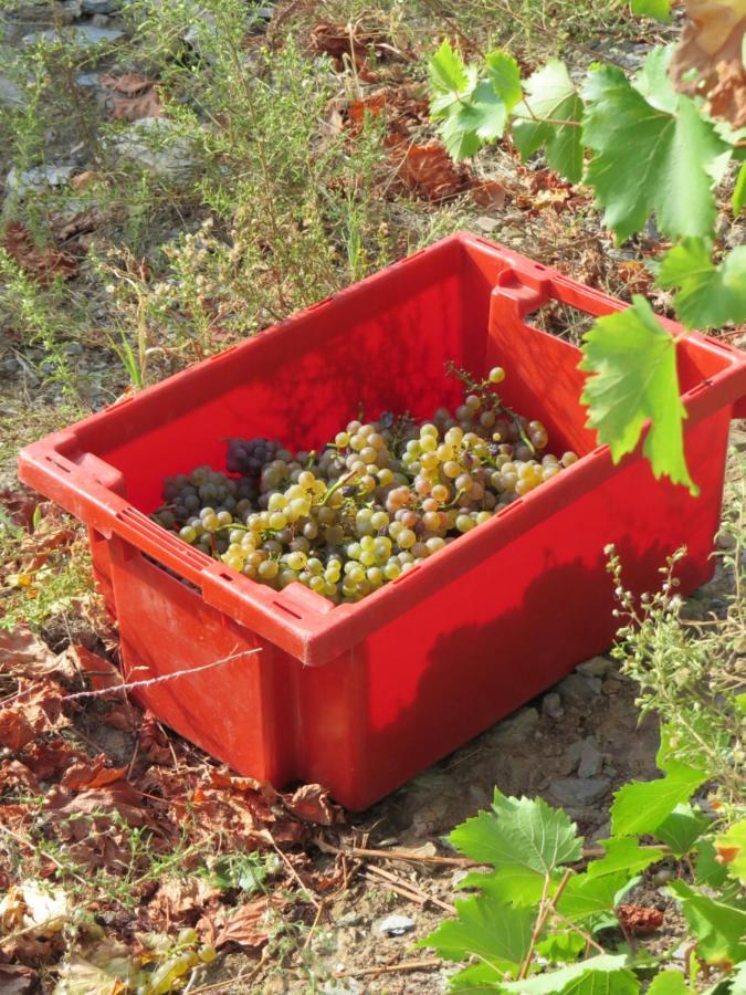 Stay At The Winemaker Ervedosa do Douro Bagian luar foto