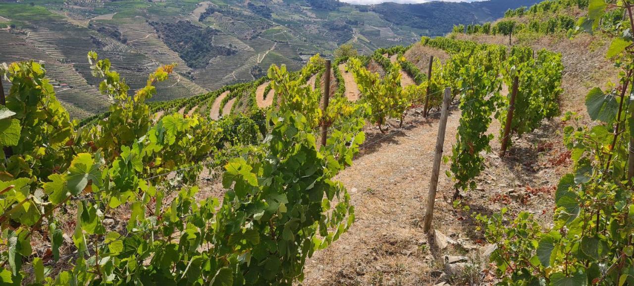 Stay At The Winemaker Ervedosa do Douro Bagian luar foto
